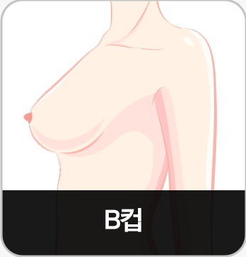 B컵